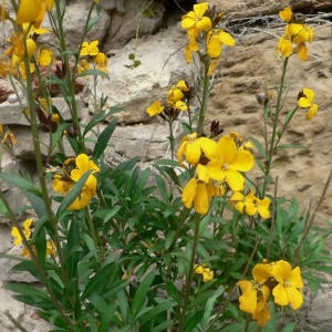 Photographie n°20448 du taxon Erysimum cheiri (L.) Crantz