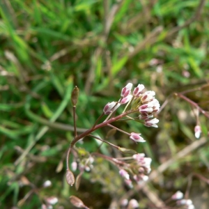 Crucifera capselloides E.H.L.Krause (Drave des murailles)