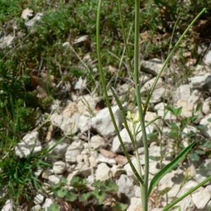 Photographie n°20451 du taxon Sisymbrium orientale L. [1756]