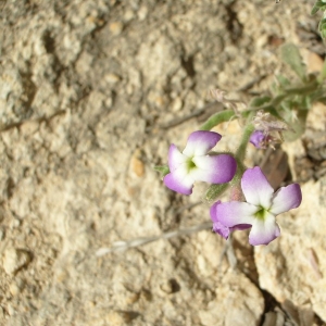 Photographie n°20457 du taxon Matthiola tricuspidata (L.) R.Br. [1812]