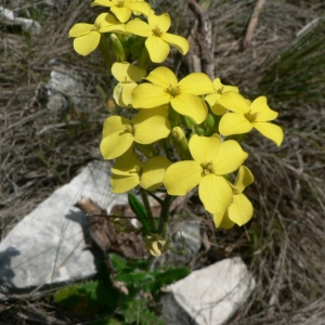 Photographie n°20459 du taxon Biscutella cichoriifolia Loisel. [1810]