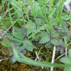 Photographie n°20461 du taxon Draba muralis L.