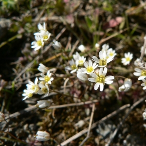 Photographie n°20462 du taxon Erophila verna (L.) Chevall.