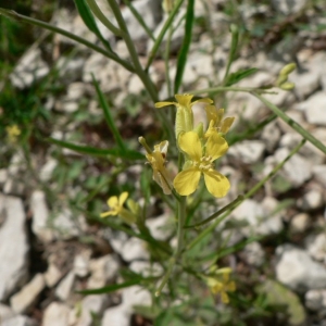 Photographie n°20464 du taxon Sisymbrium orientale L. [1756]