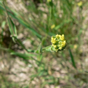 Neslia paniculata subsp. thracica (Velen.) Bornm. (Neslie à fruits apiculés)