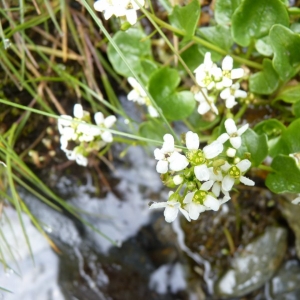 Photographie n°20470 du taxon Cochlearia pyrenaica DC. [1821]