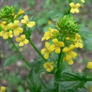 Photographie n°20472 du taxon Barbarea vulgaris R.Br. [1812]