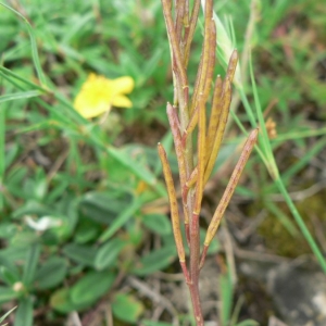 Photographie n°20473 du taxon Arabis ciliata Clairv. [1811]