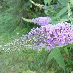 Photographie n°20477 du taxon Buddleja davidii Franch. [1887]