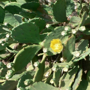 Photographie n°20484 du taxon Opuntia ficus-indica (L.) Mill. [1768]