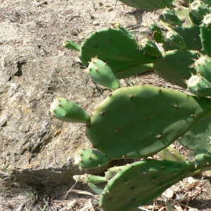 Photographie n°20485 du taxon Opuntia ficus-indica (L.) Mill. [1768]