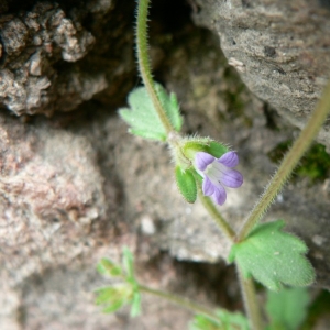 Photographie n°20493 du taxon Campanula erinus L.