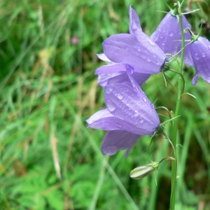 Photographie n°20494 du taxon Campanula rhomboidalis L. [1753]