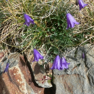 Photographie n°20495 du taxon Campanula scheuchzeri Vill. [1779]