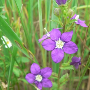 Photographie n°20502 du taxon Legousia speculum-veneris (L.) Chaix