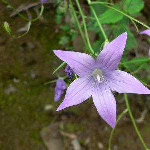 Photographie n°20507 du taxon Campanula patula L.