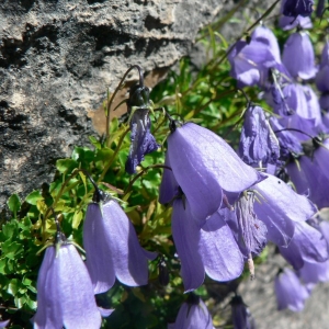 Photographie n°20513 du taxon Campanula cochleariifolia Lam. [1785]