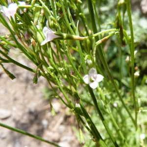 Wahlenbergia lobelioides (L.f.) Link