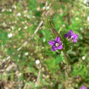 Photographie n°20522 du taxon Legousia hybrida (L.) Delarbre