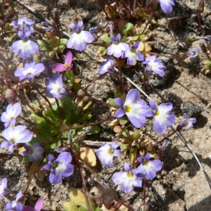  - Solenopsis minuta (L.) C.Presl [1836]