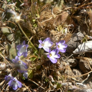  - Solenopsis minuta (L.) C.Presl [1836]