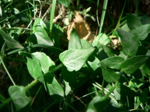 Mathieu MENAND, le 24 août 2008 (L'Hospitalet-près-l'Andorre)