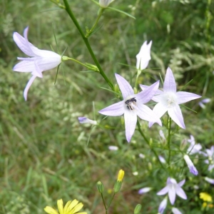 Photographie n°20546 du taxon Campanula rapunculus L. [1753]