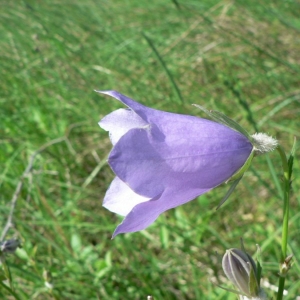 Photographie n°20548 du taxon Campanula persicifolia L. [1753]