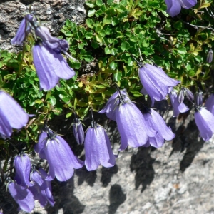 Photographie n°20550 du taxon Campanula cochleariifolia Lam. [1785]