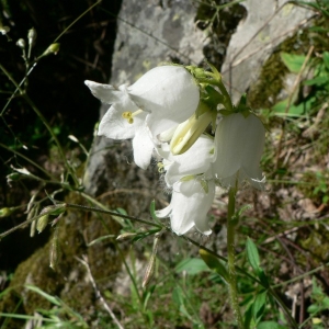 Photographie n°20555 du taxon Campanula barbata L. [1759]