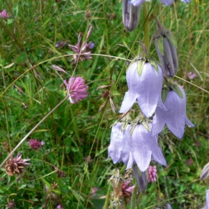 Photographie n°20556 du taxon Campanula barbata L. [1759]