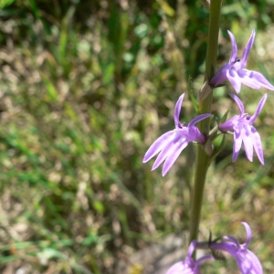 Photographie n°20559 du taxon Lobelia urens L. [1753]