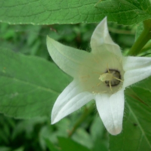 Photographie n°20564 du taxon Campanula latifolia L. [1753]