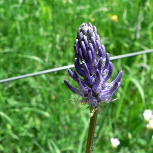 Phyteuma gallicum R.Schulz (Raiponce de France)