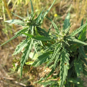Photographie n°20576 du taxon Cannabis sativa L.