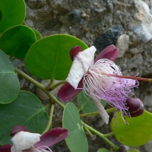 Capparis orientalis Veill. (Câprier des rochers)