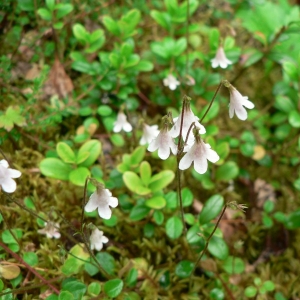 Photographie n°20589 du taxon Linnaea borealis L. [1753]