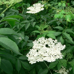 Photographie n°20590 du taxon Sambucus nigra L. [1753]