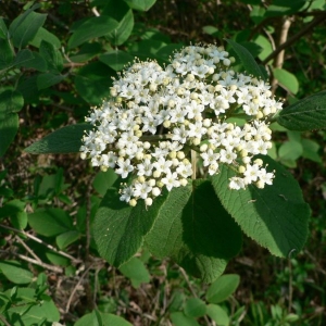 Photographie n°20594 du taxon Viburnum lantana L. [1753]