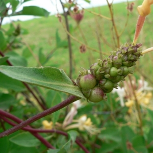 Photographie n°20596 du taxon Lonicera periclymenum L. [1753]