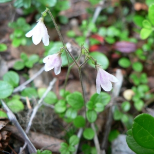 Photographie n°20598 du taxon Linnaea borealis L. [1753]