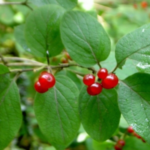 Photographie n°20600 du taxon Lonicera xylosteum L. [1753]