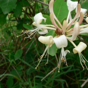 Photographie n°20604 du taxon Lonicera periclymenum L. [1753]