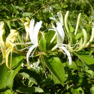 Photographie n°20606 du taxon Lonicera japonica Thunb. [1784]