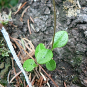 Photographie n°20610 du taxon Linnaea borealis L. [1753]