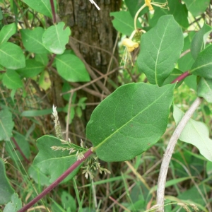 Photographie n°20617 du taxon Lonicera periclymenum L. [1753]