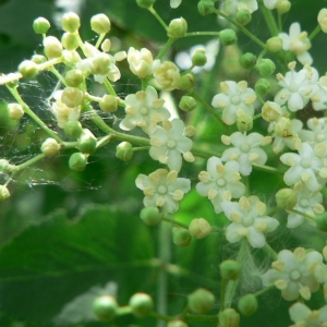 Photographie n°20623 du taxon Sambucus nigra L. [1753]