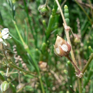 Photographie n°20628 du taxon Spergularia media (L.) C.Presl [1826]