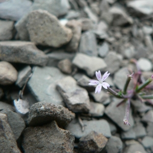 Photographie n°20636 du taxon Velezia rigida L. [1753]