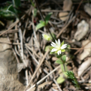 Stellaria brachypetala (Pers.) Jess. (Céraiste à pétales courts)